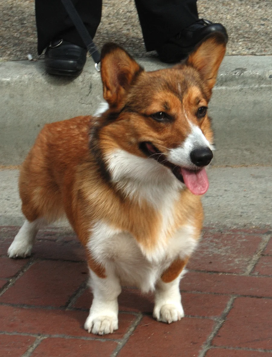 The corgi reference photo used for this example preview.